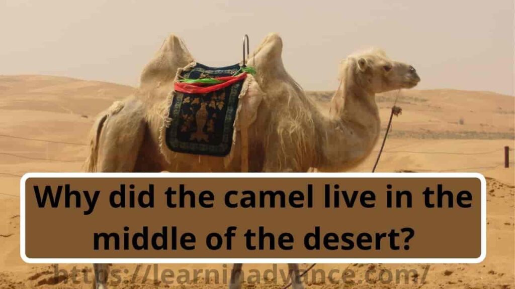 Why did the camel live in the middle of the desert?
